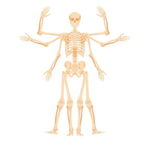 Human skeleton with various gestures. Multiarmed form with stages of raising and Stock Illustration