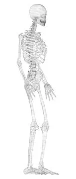 Human skeleton. Vector Stock Illustration