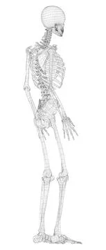 Human skeleton. Vector Illustrazione stock