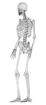 Human skeleton. Vector Stock Illustration