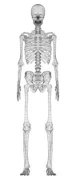 Human skeleton. Vector Stock Illustration