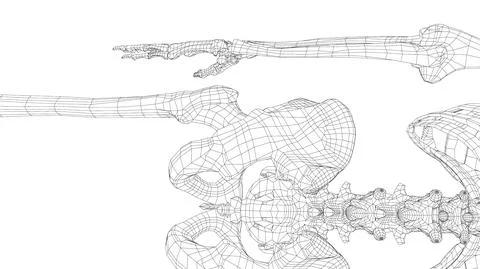 Human skeleton. Vector Stock Illustration