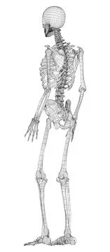 Human skeleton. Vector 스톡 일러스트