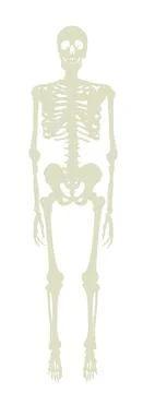 Human skeleton vector silhouette illustration isolated on white Illustrazione stock