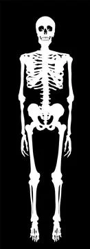 Human skeleton vector silhouette illustration isolated on black background. Illustrazione stock