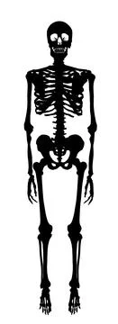 Human skeleton vector silhouette illustration isolated on white Illustrazione stock
