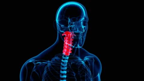 Human Skeleton Vertebral Column Cervical Vertebrae Anatomy Loopable 3D Illust Stock Footage 136449752