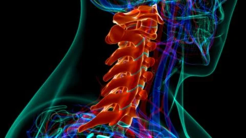 Human Skeleton Vertebral Column Cervical Vertebrae Anatomy 3D Illustration Ilustración de archivo