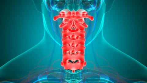 Human Skeleton Vertebral Column Cervical Vertebrae Anatomy 3D Illustration 库存插图
