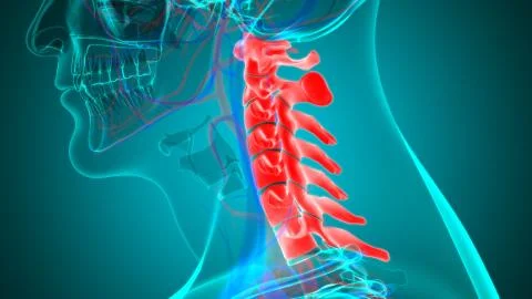 Human Skeleton Vertebral Column Cervical Vertebrae Anatomy 3D Illustration Stock-Illustration