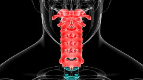 Human Skeleton Vertebral Column Cervical Vertebrae Anatomy 3D Illustration01 Stockillustratie