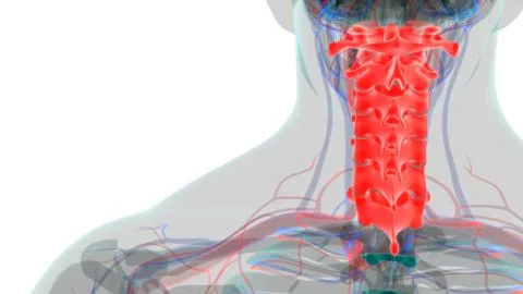 Human Skeleton Vertebral Column Cervical Vertebrae Anatomy 3D イラスト素材
