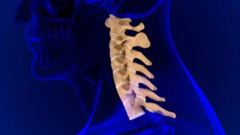 Human Skeleton Vertebral Column Cervical Vertebrae Anatomy 3D Stock Illustration