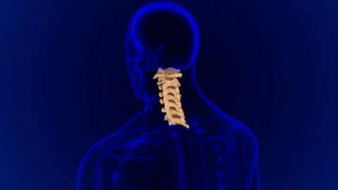Human Skeleton Vertebral Column Cervical Vertebrae Anatomy 3D Illustrazione stock