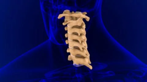 Human Skeleton Vertebral Column Cervical Vertebrae Anatomy 3D Stockillustratie