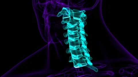Human Skeleton Vertebral Column Cervical Vertebrae Anatomy 3D Ilustración de archivo