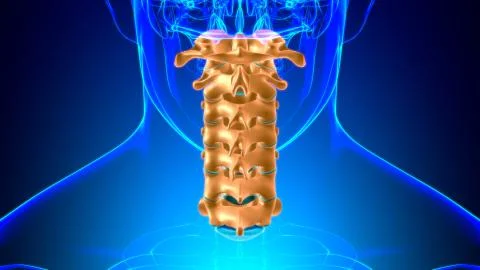 Human Skeleton Vertebral Column Cervical Vertebrae Anatomy 3D Stock-Illustration