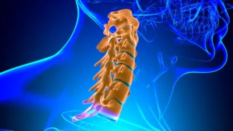 Human Skeleton Vertebral Column Cervical Vertebrae Anatomy 3D Stock Illustration
