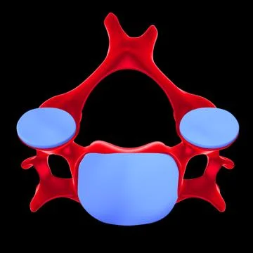 Human Skeleton Vertebral Column Cervical Vertebrae Anatomy 3D 库存插图