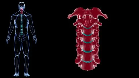 Human Skeleton Vertebral Column Cervical Vertebrae Anatomy 3D Ilustración de archivo