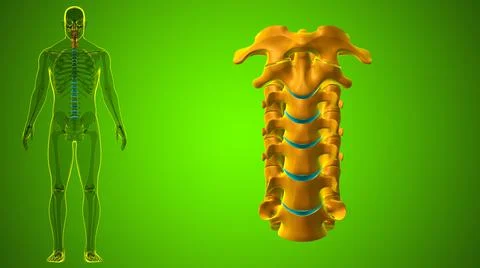 Human Skeleton Vertebral Column Cervical Vertebrae Anatomy 3D 库存插图