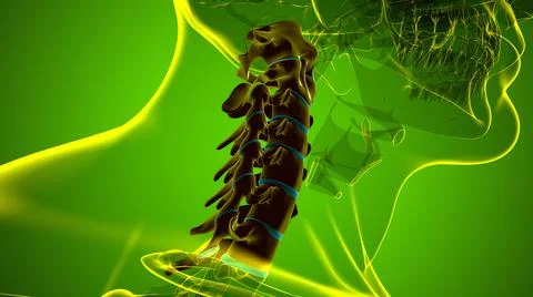 Human Skeleton Vertebral Column Cervical Vertebrae Anatomy 3D イラスト素材