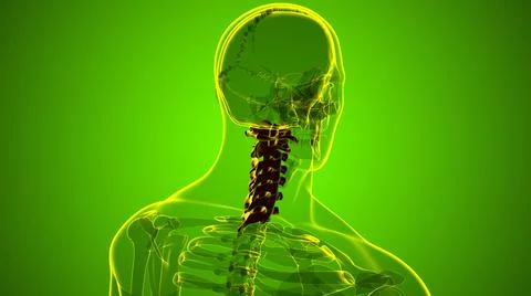 Human Skeleton Vertebral Column Cervical Vertebrae Anatomy 3D 库存插图