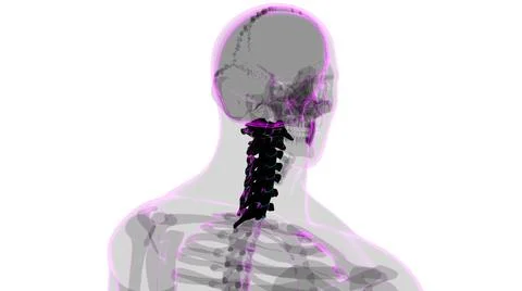 Human Skeleton Vertebral Column Cervical Vertebrae Anatomy 3D Stock-Illustration