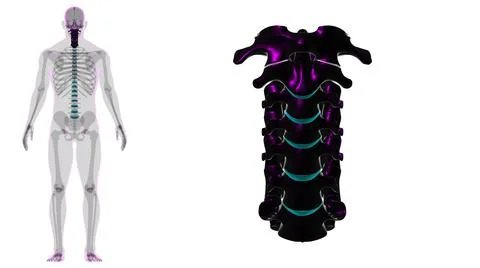 Human Skeleton Vertebral Column Cervical Vertebrae Anatomy 3D Stock Illustration