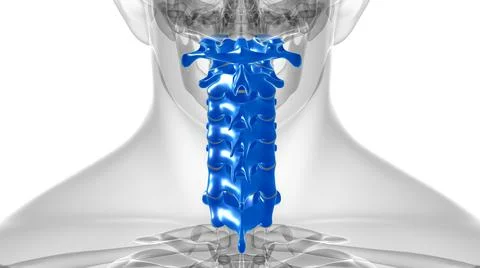 Human Skeleton Vertebral Column Cervical Vertebrae Anatomy 3D Stock Illustration