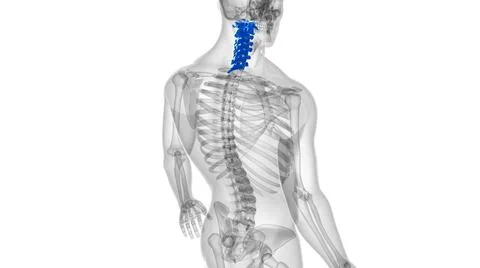 Human Skeleton Vertebral Column Cervical Vertebrae Anatomy 3D イラスト素材