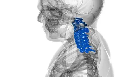 Human Skeleton Vertebral Column Cervical Vertebrae Anatomy 3D Stockillustratie