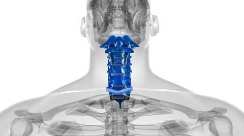 Human Skeleton Vertebral Column Cervical Vertebrae Anatomy 3D 库存插图