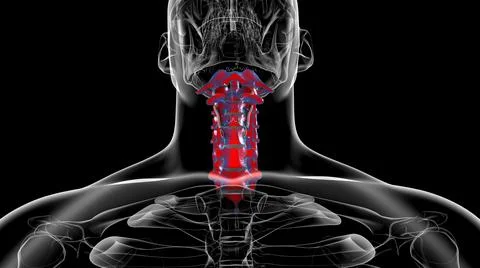 Human Skeleton Vertebral Column Cervical Vertebrae Anatomy 3D 库存插图