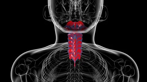 Human Skeleton Vertebral Column Cervical Vertebrae Anatomy 3D Stock Illustration