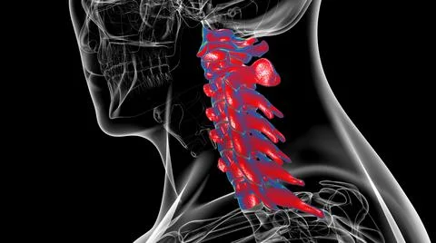 Human Skeleton Vertebral Column Cervical Vertebrae Anatomy 3D Illustrazione stock