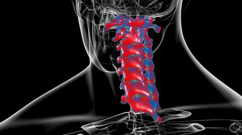 Human Skeleton Vertebral Column Cervical Vertebrae Anatomy 3D Ilustración de archivo