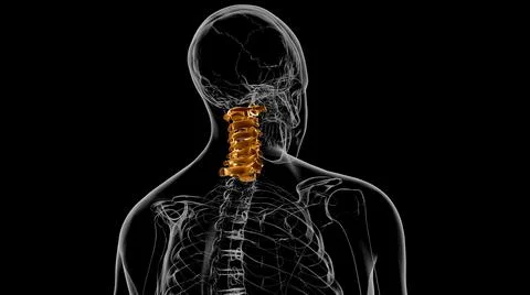 Human Skeleton Vertebral Column Cervical Vertebrae Anatomy 3D Illustrazione stock