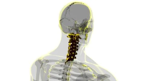 Human Skeleton Vertebral Column Cervical Vertebrae Anatomy 3D 스톡 일러스트