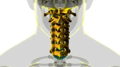 Human Skeleton Vertebral Column Cervical Vertebrae Anatomy 3D Ilustración de archivo
