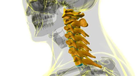 Human Skeleton Vertebral Column Cervical Vertebrae Anatomy 3D Stock Illustration