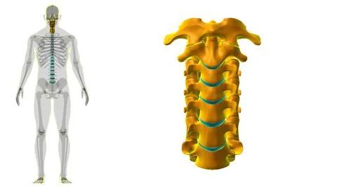 Human Skeleton Vertebral Column Cervical Vertebrae Anatomy 3D イラスト素材
