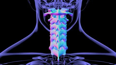 Human Skeleton Vertebral Column Cervical Vertebrae Anatomy 3D Ilustración de archivo