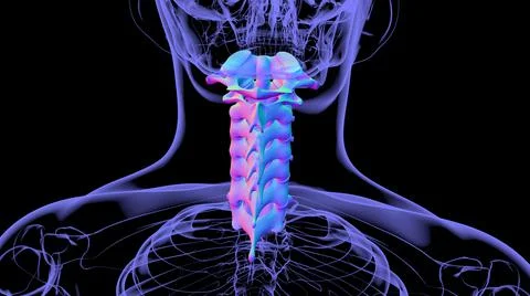 Human Skeleton Vertebral Column Cervical Vertebrae Anatomy 3D Ilustración de archivo