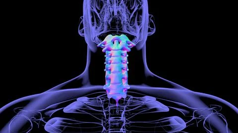 Human Skeleton Vertebral Column Cervical Vertebrae Anatomy 3D Stockillustratie