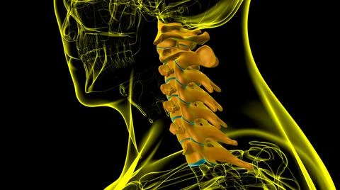 Human Skeleton Vertebral Column Cervical Vertebrae Anatomy 3D 库存插图