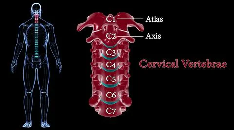 Human Skeleton Vertebral Column Cervical Vertebrae Anatomy 3D 库存插图