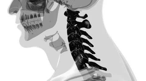 Human Skeleton Vertebral Column Cervical Vertebrae Anatomy 3D Stock-Illustration