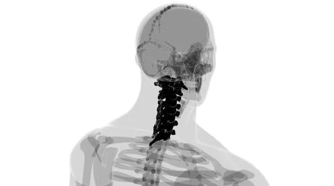 Human Skeleton Vertebral Column Cervical Vertebrae Anatomy 3D Stock-Illustration