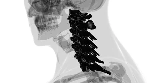 Human Skeleton Vertebral Column Cervical Vertebrae Anatomy 3D 库存插图